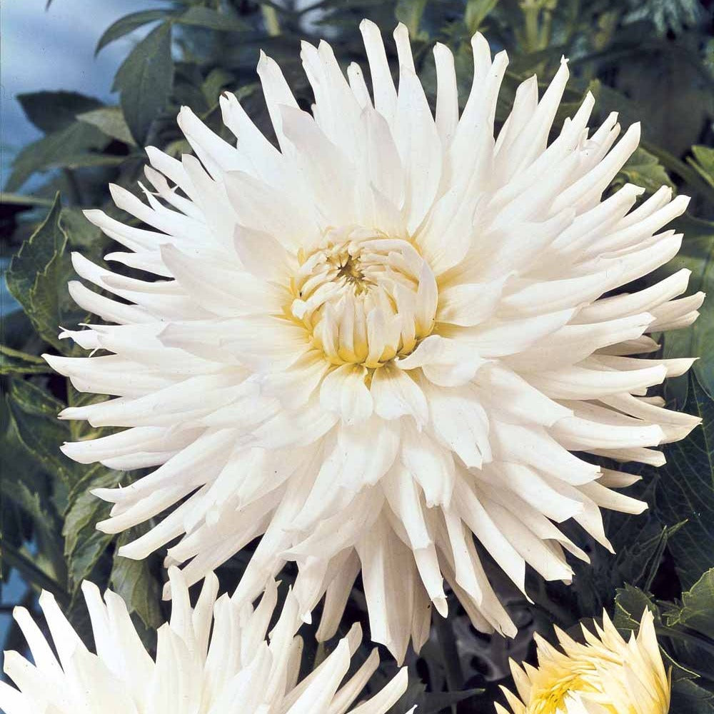 Bakker White Happiness dahlia cactus nain blanc 3 bulbes