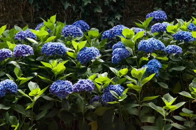 Les Hortensias du Haut Bois Hamburg hortensia macrophylla godet