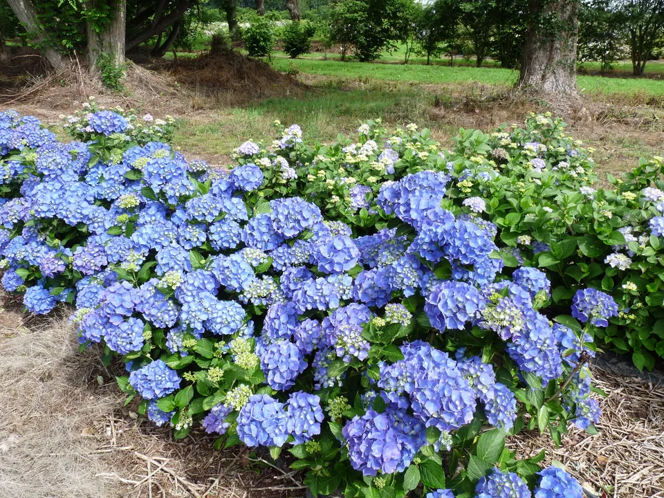 Les Hortensias du Haut Bois Universal hortensia macrophylla godet