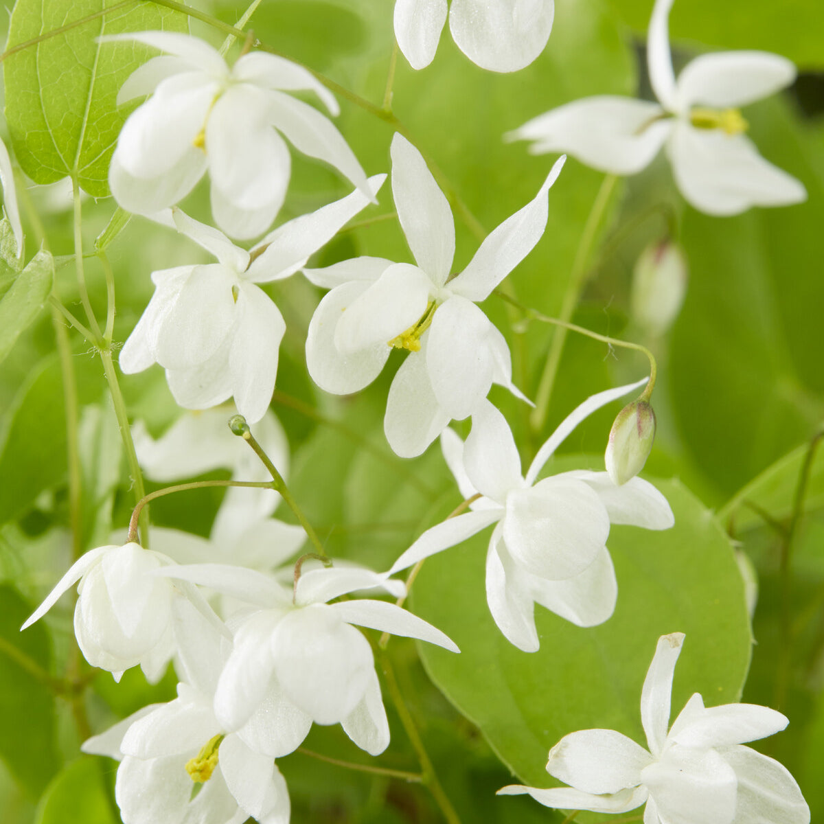 Bakker Epimedium Niveum fleur des elfes blanche pot 9cm