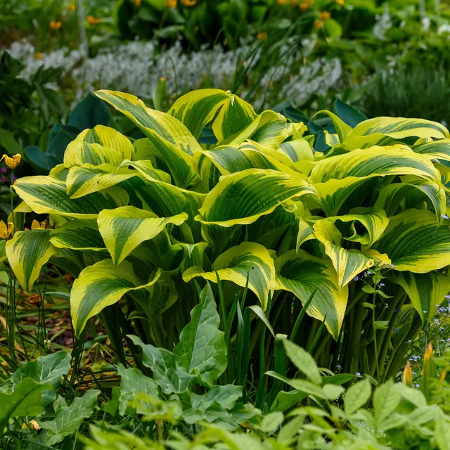 Bakker Hosta Queen Josephine vivace pot Ø9cm ombre panaché