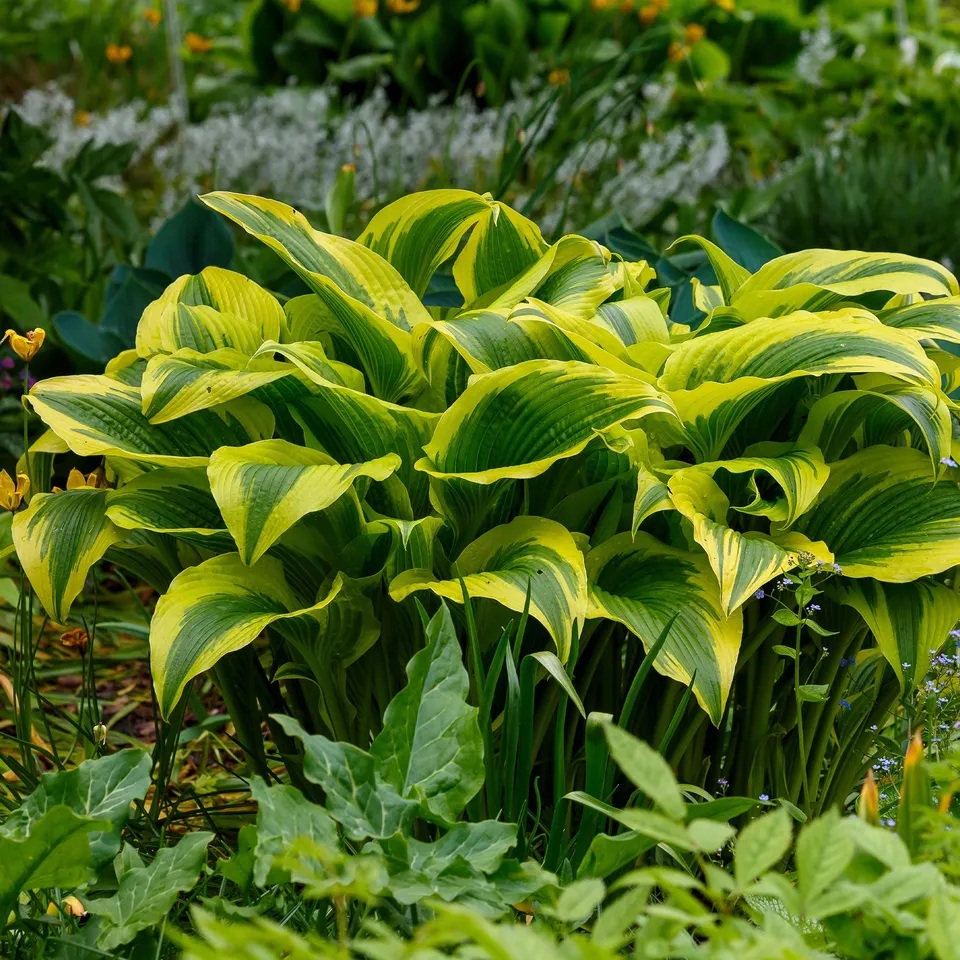 Bakker Hosta Queen Josephine vivace pot Ø9cm ombre panaché