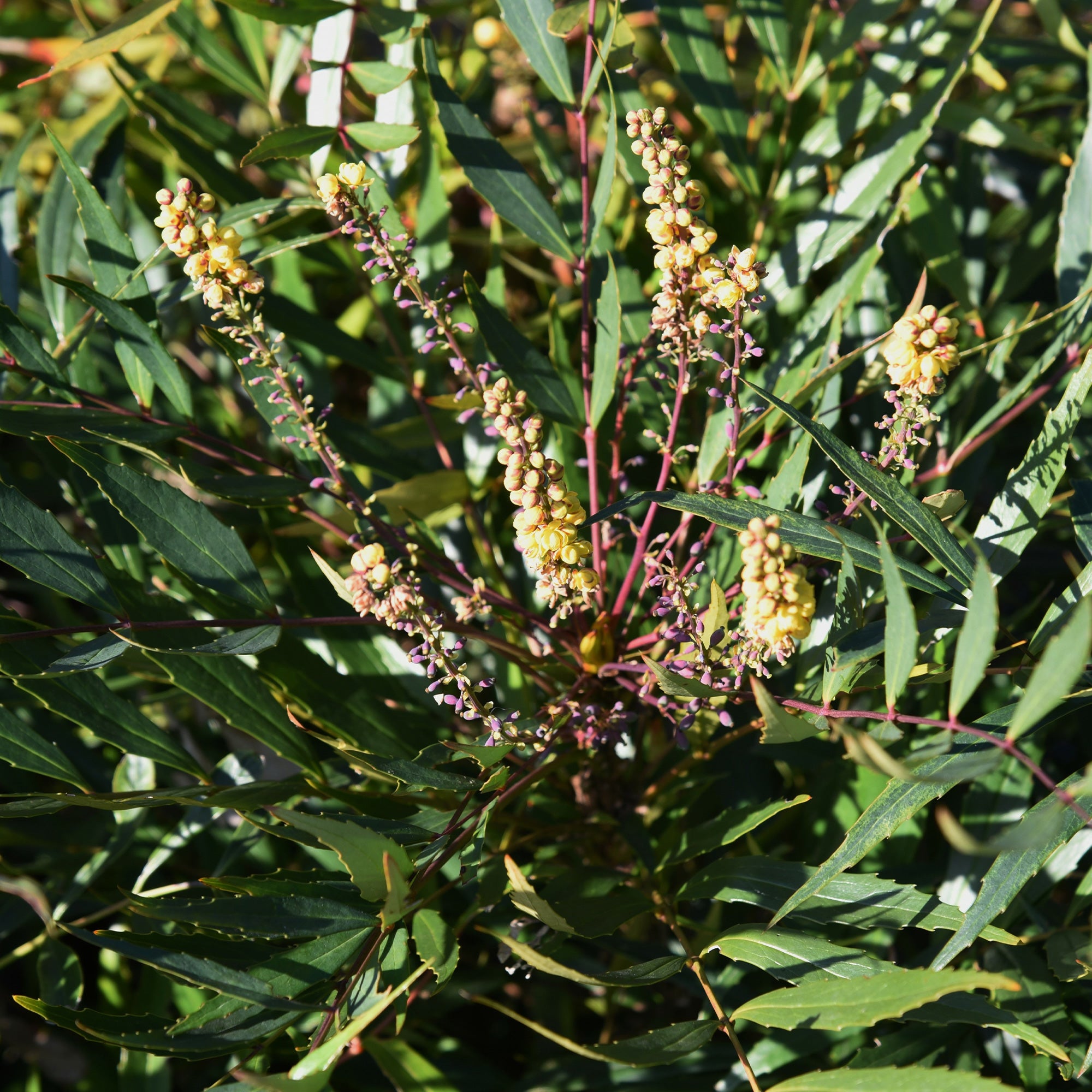 Bakker Arbustes Mahonia Narihira arbuste godet 9cm persistant