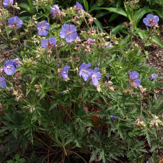 Passion Vivaces Geranium pratense New Dimension vivace pot 1L bleu