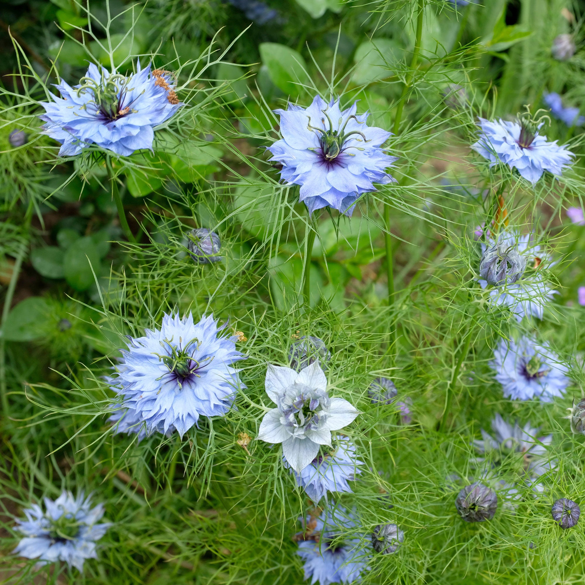 Bakker Miss Jekyll Blue nigelle sachet 1g bleue