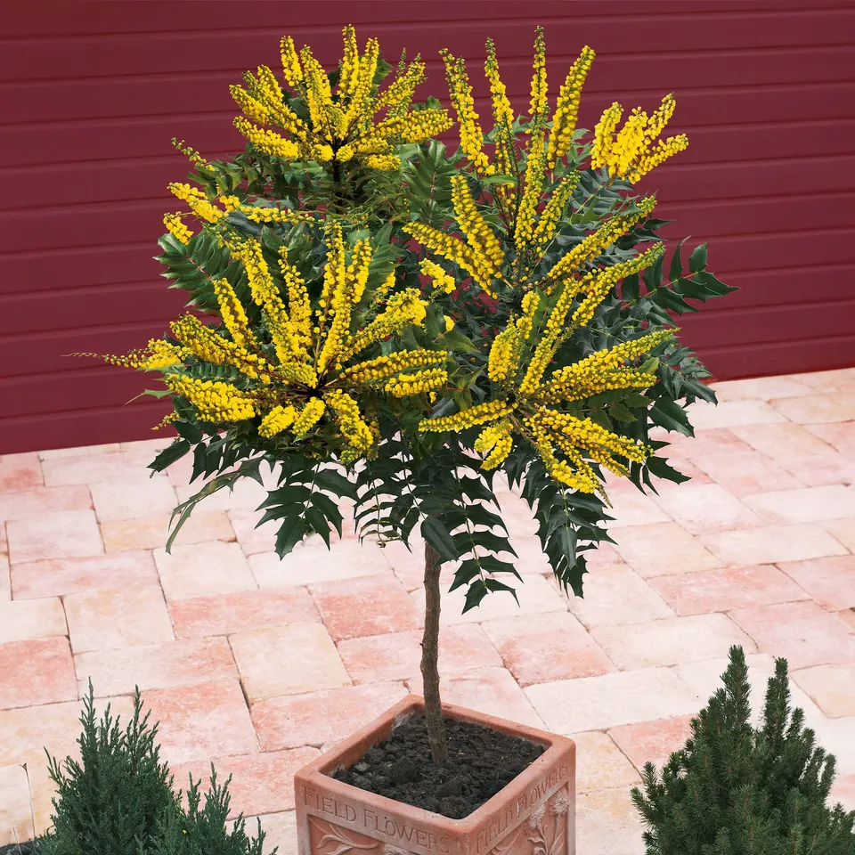 Bakker Charity Mahonia sur tige pot 3L fleurs jaunes hiver