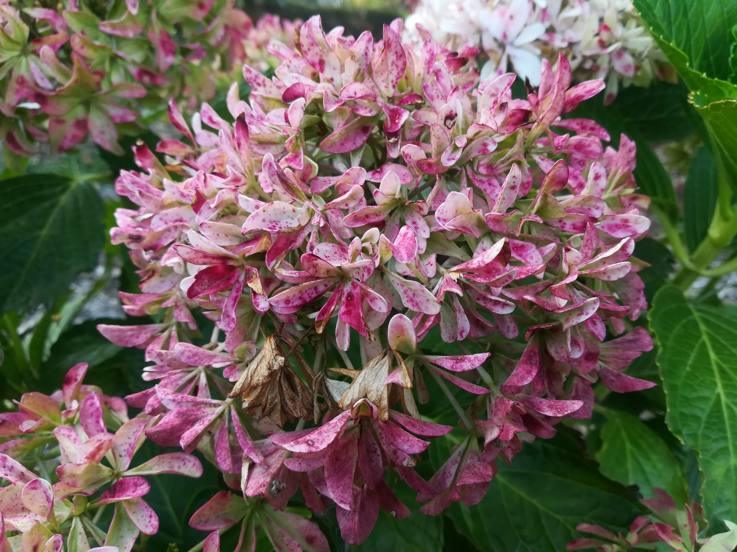 Les Hortensias du Haut Bois You and Me Inspire hortensia godet