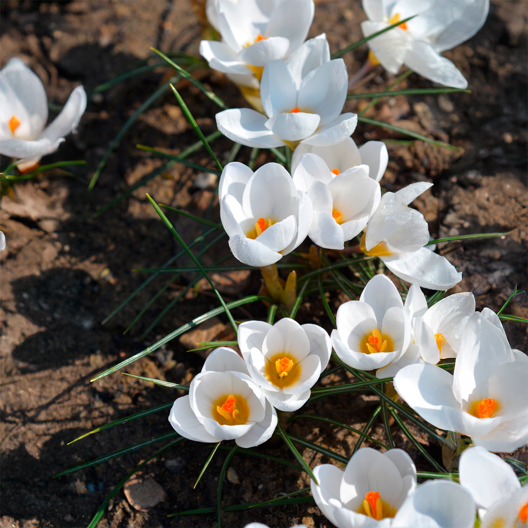 Bakker 10 Crocus Ard Schenk bulbes sachet blanc jaune