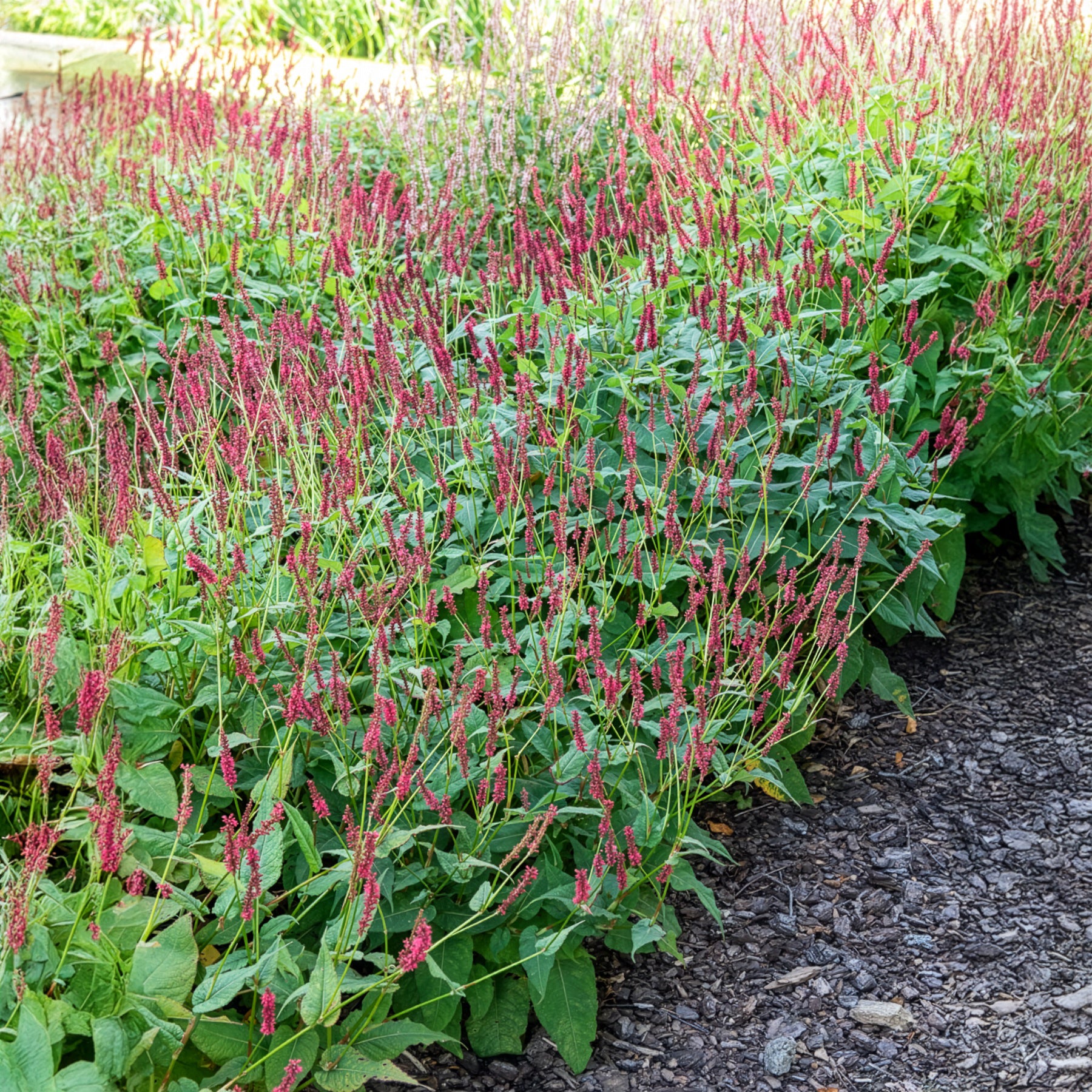 Bakker Renouée Blackfield plante vivace pot 9cm fleur rouge