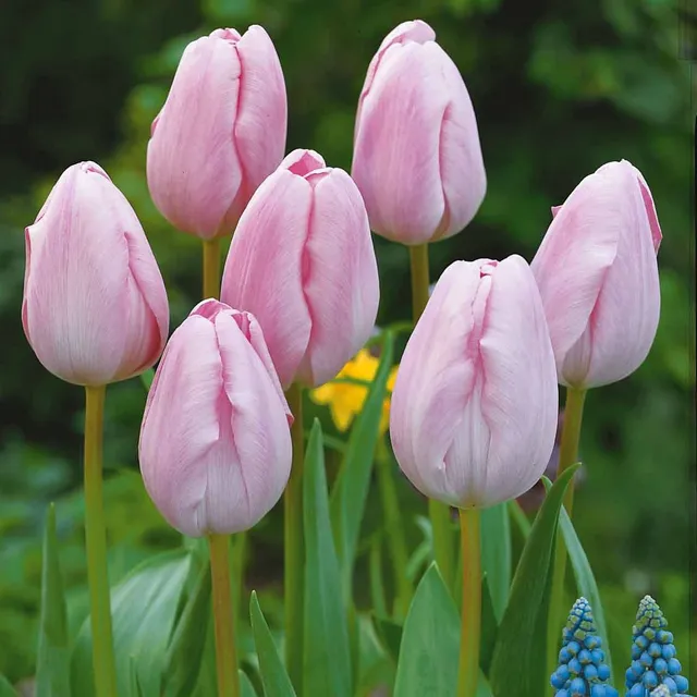 Bakker Tulipes roses longues tiges bulbes sachet 5 fleur coupée