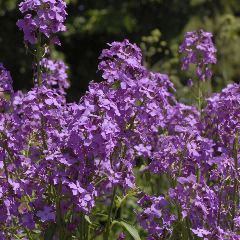 Bakker Julienne des Dames vivace pot 9cm violet