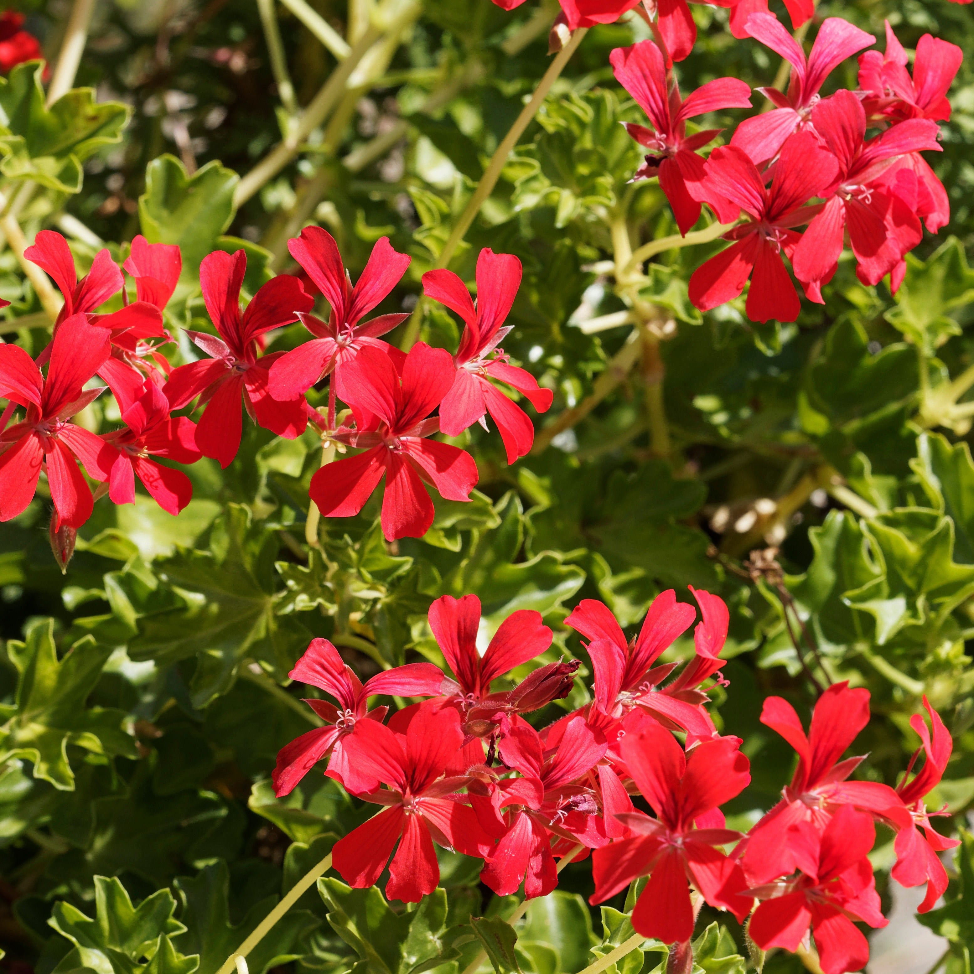 Bakker Géranium-lierre rouge lot 3 pots Ø10,5cm balcon