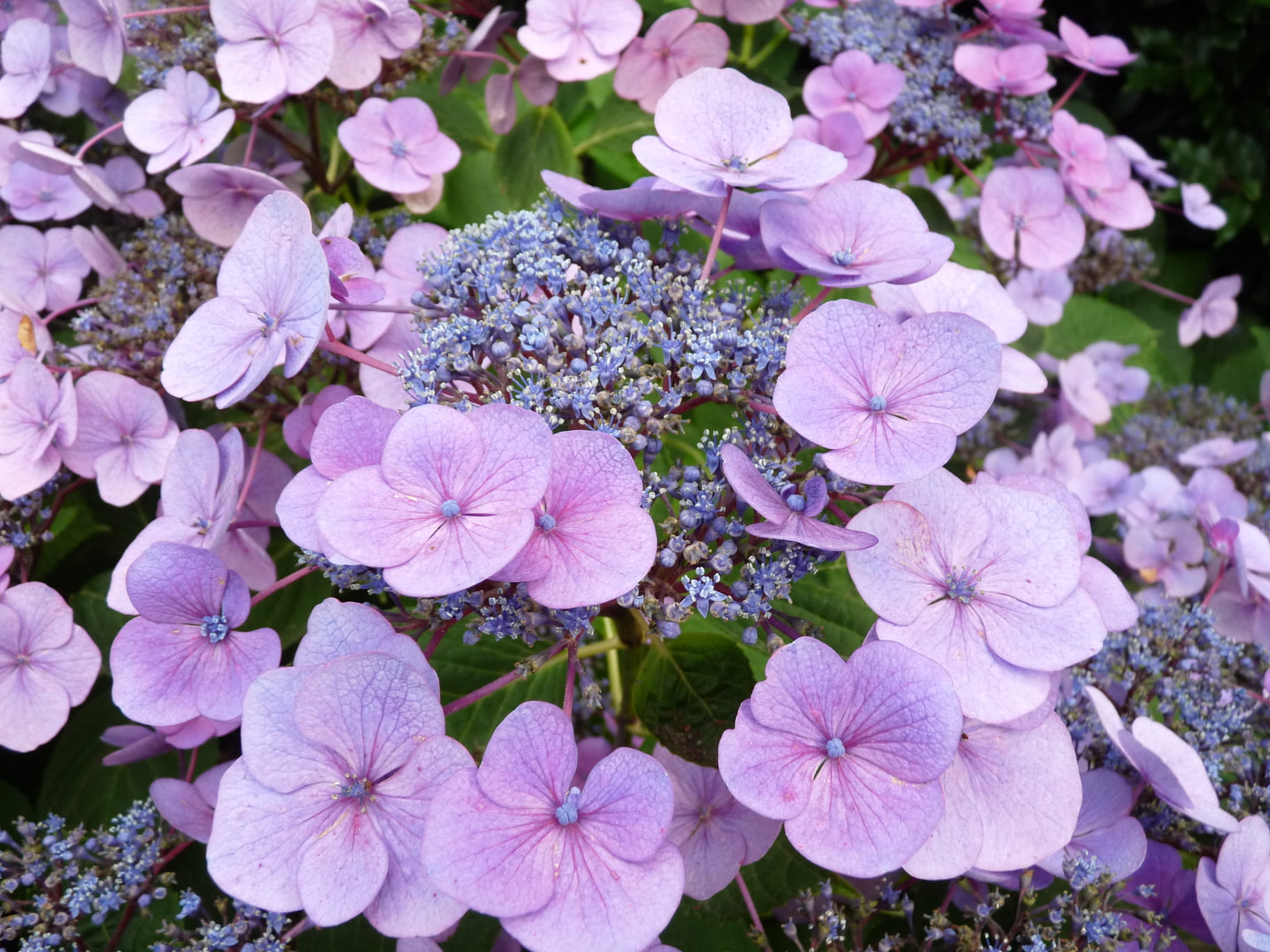 Les Hortensias du Haut Bois Sunset hortensia dentelle godet