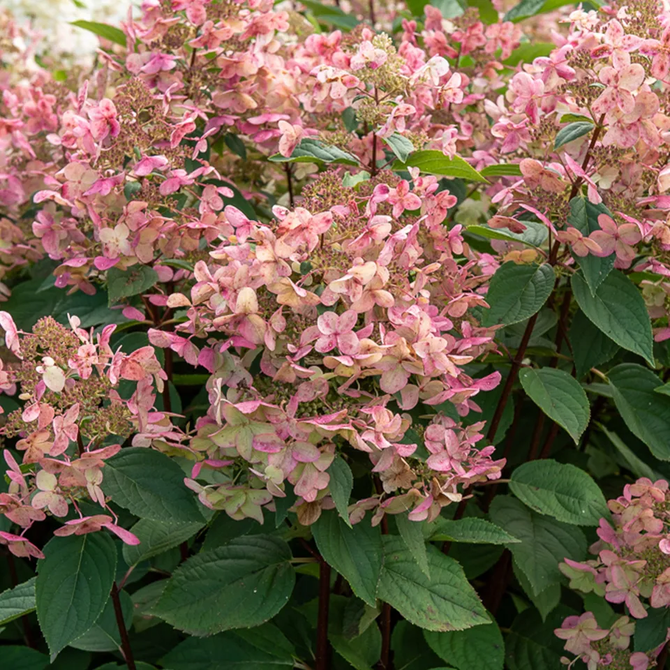 Bakker Wims Red hortensia paniculé pot 3L rouge