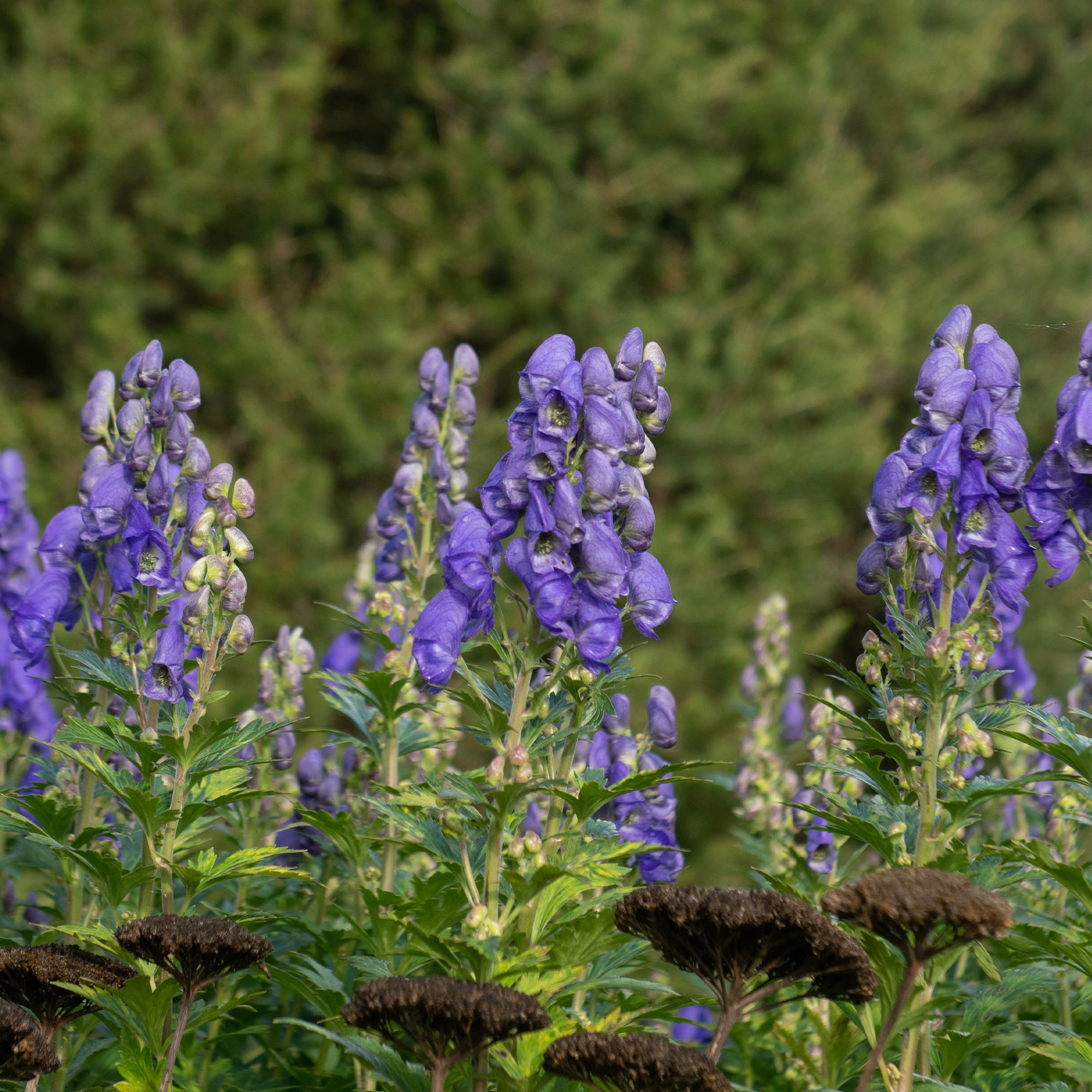 Bakker Massif fleuri 8 plantes vivaces 1,5 m² mi-ombre