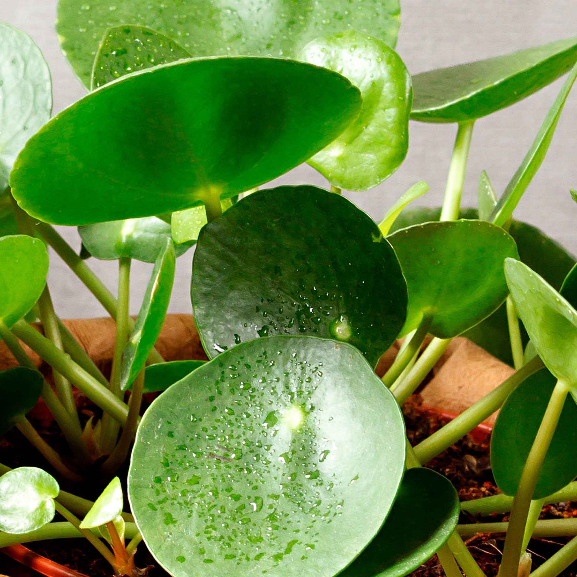 Bakker Pilea Peperomioides plante verte pot 12cm ronde