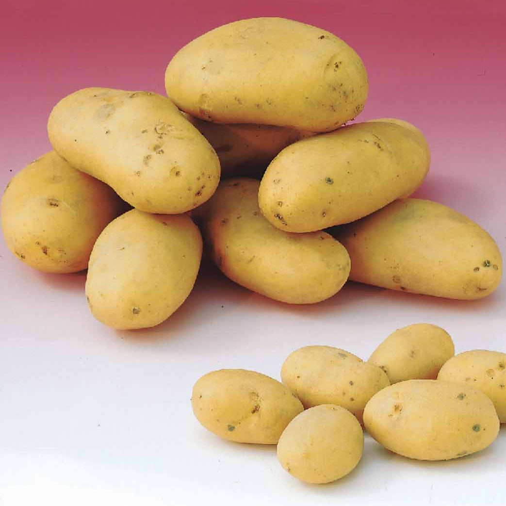 Bakker Potager Caesar pomme de terre sachet 1,5 kg