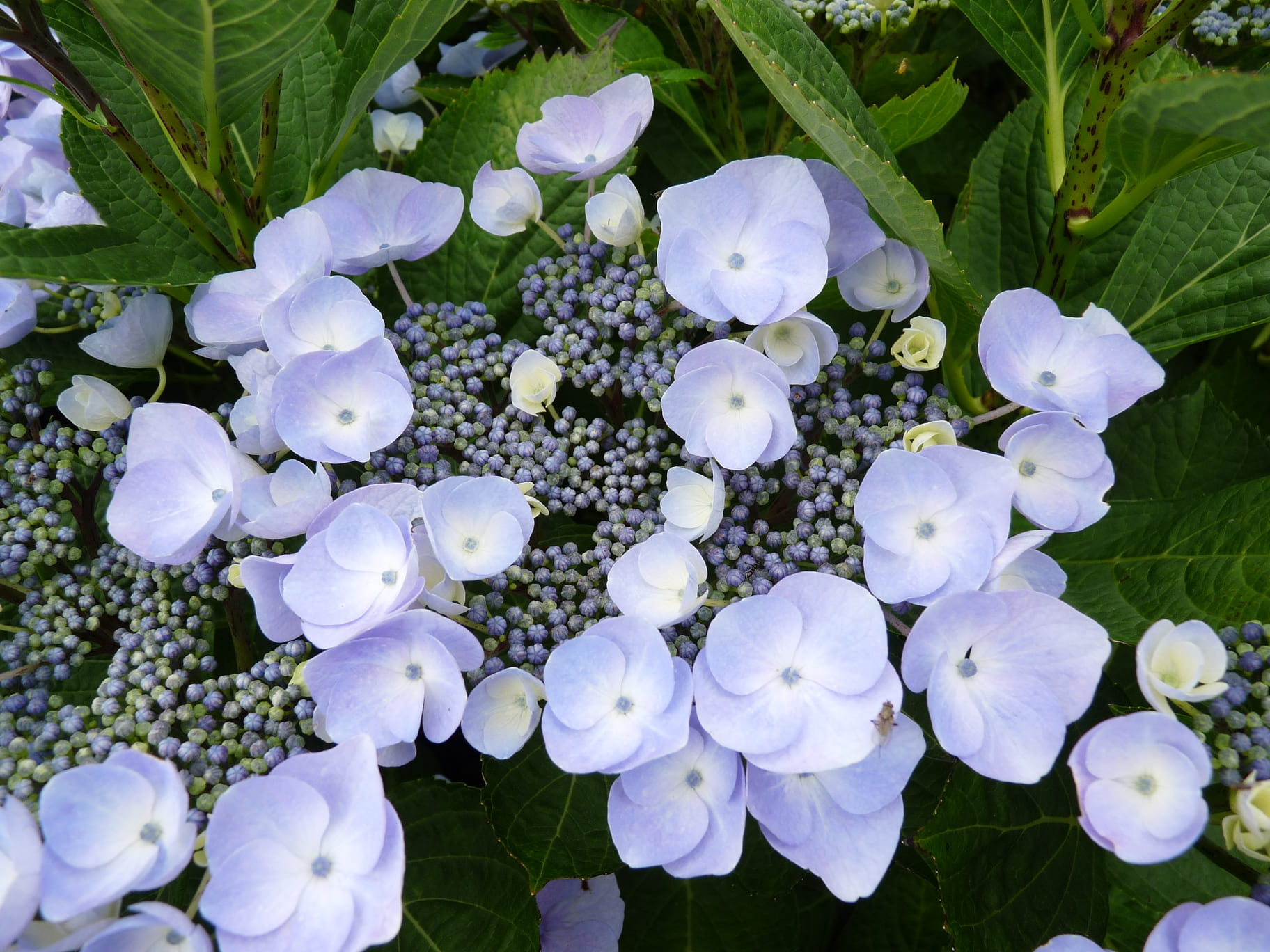 Les Hortensias du Haut Bois Namping hortensia fleurs plates godet