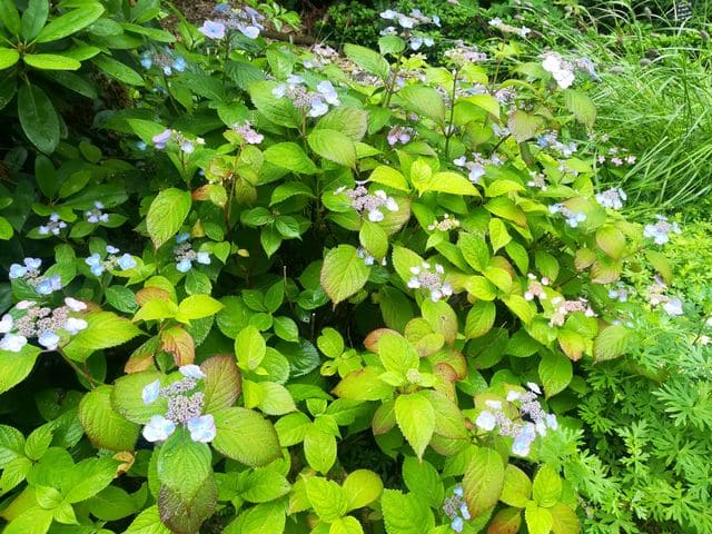 Veerle Hydrangea serrata hortensia de montagne rustique