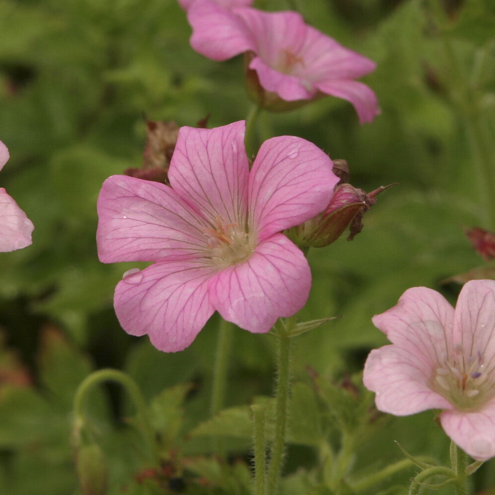 Bakker Géranium vivace Rose Clair lot 2 pots Ø9 cm