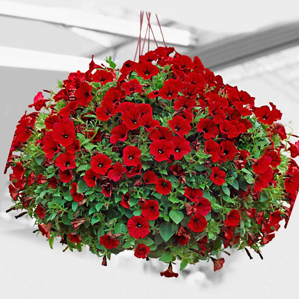 Bakker Pétunia retombant rouge 3 pots Ø 10,5cm cascade