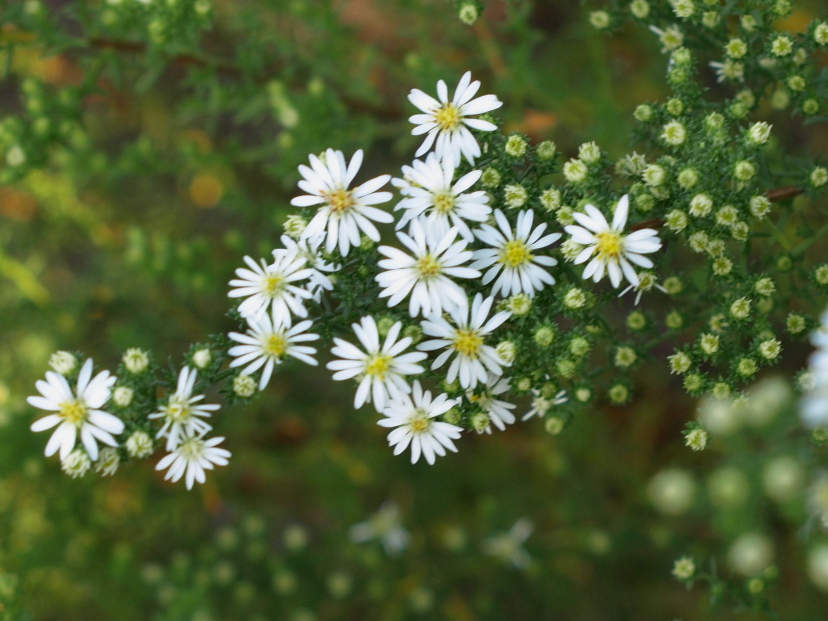 Passion Vivaces ASTER Schneetanne plante vivace godet fleur blanche