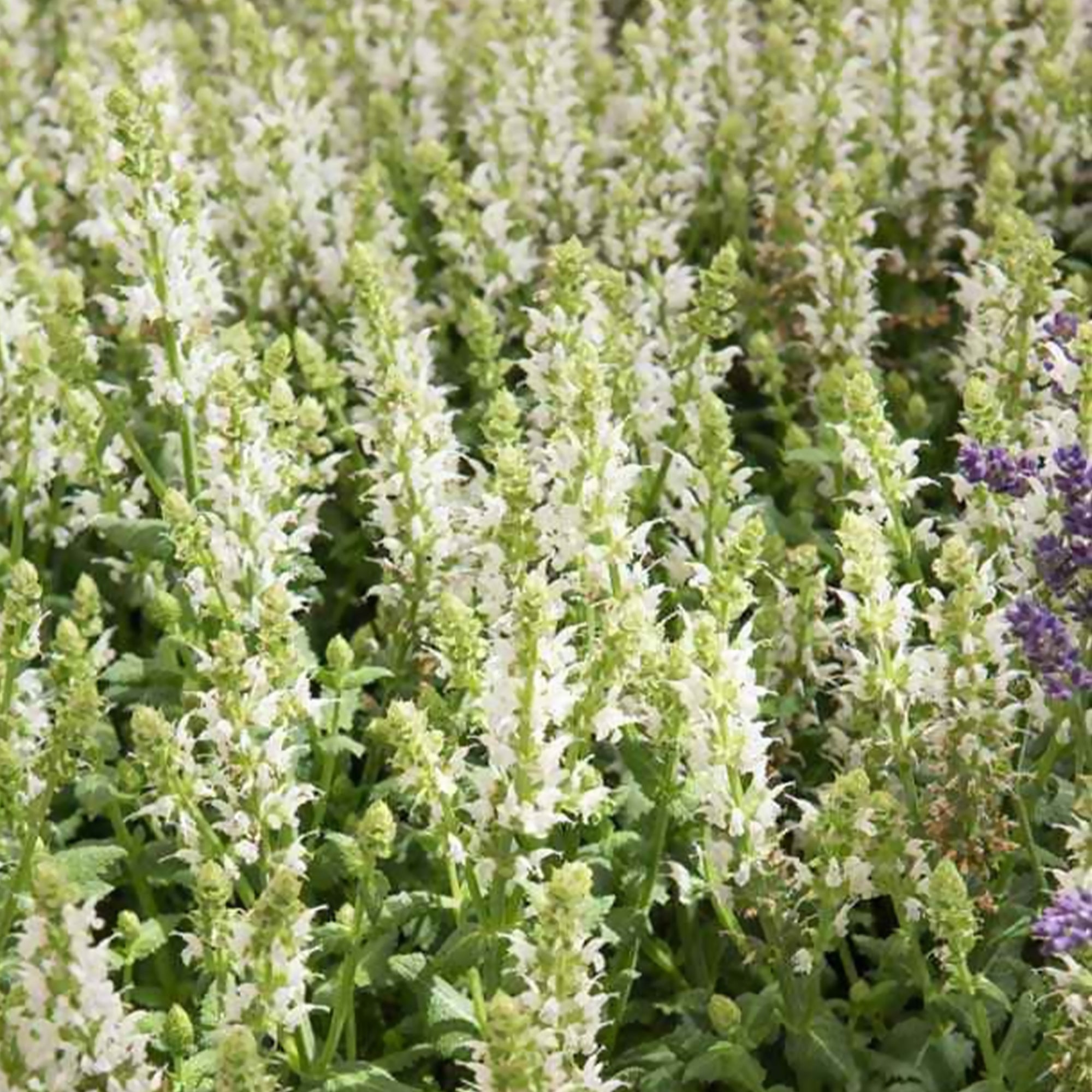 Bakker Sauge des bois Sensation White plante vivace pot 11cm blanche