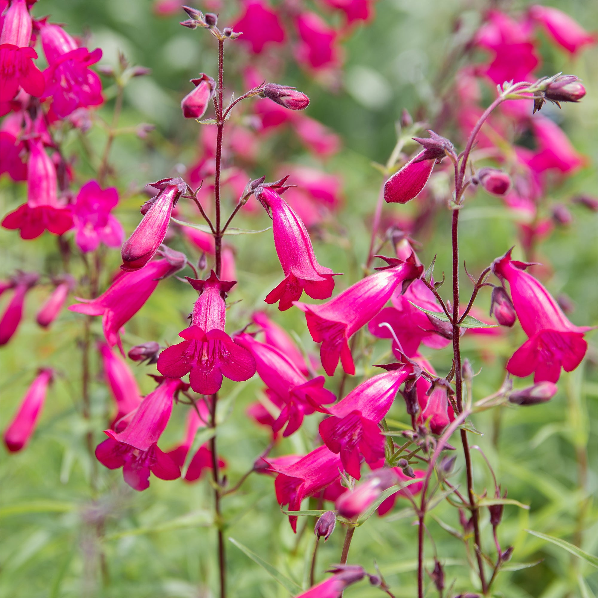 Bakker Andenken an Friedrich Hahn penstemon vivace pot 9 cm