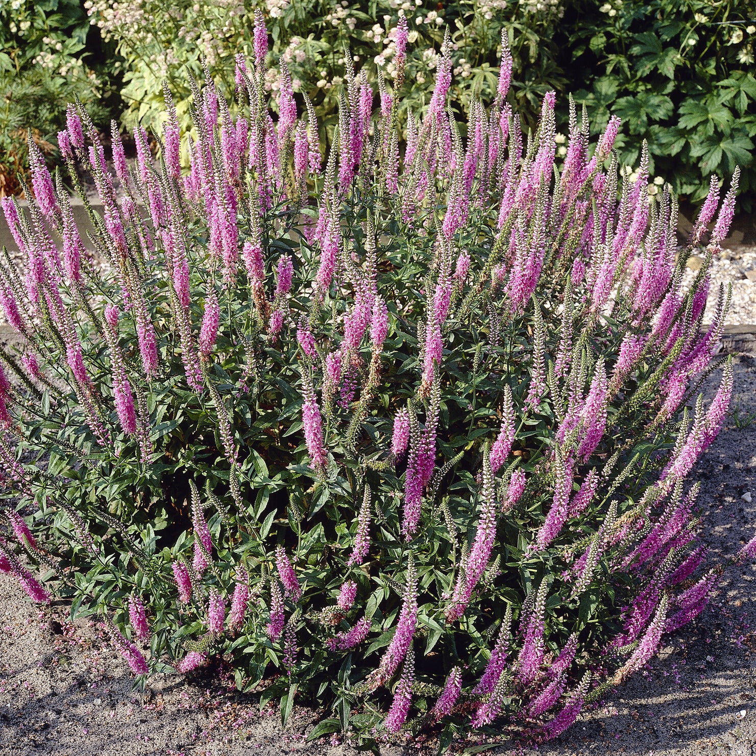 Bakker Véronique Pink Damask vivace pot 9cm rose