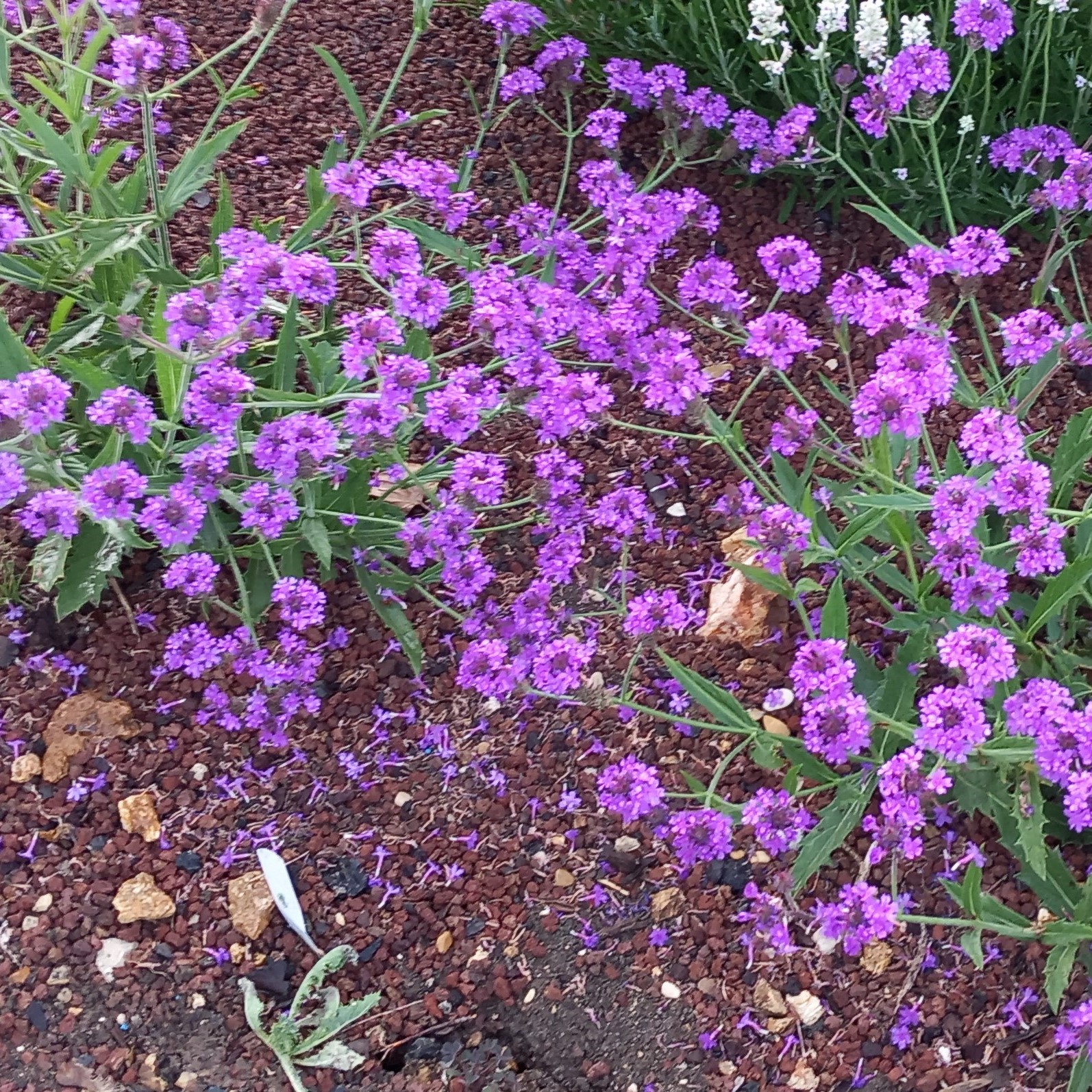 Passion Vivaces Verbena rigida vivace godet fleurs violettes
