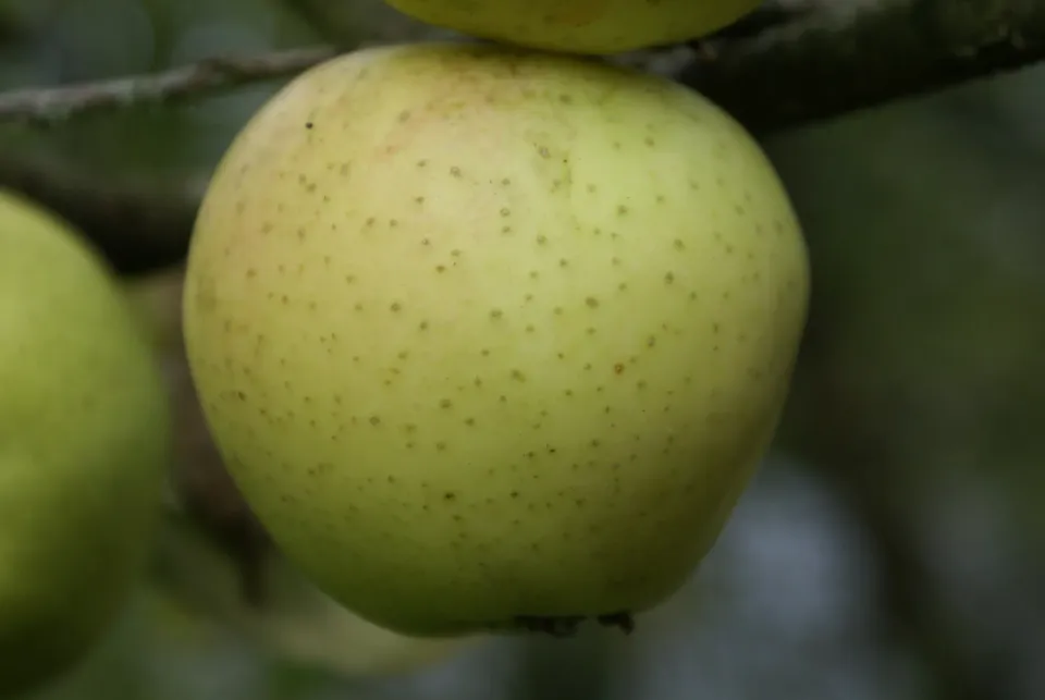 Michel Adam Reinette Piquée pommier pomme ancienne couteau