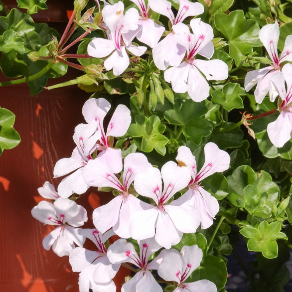 Bakker Géranium lierre blanc plante balcon pot Ø13cm