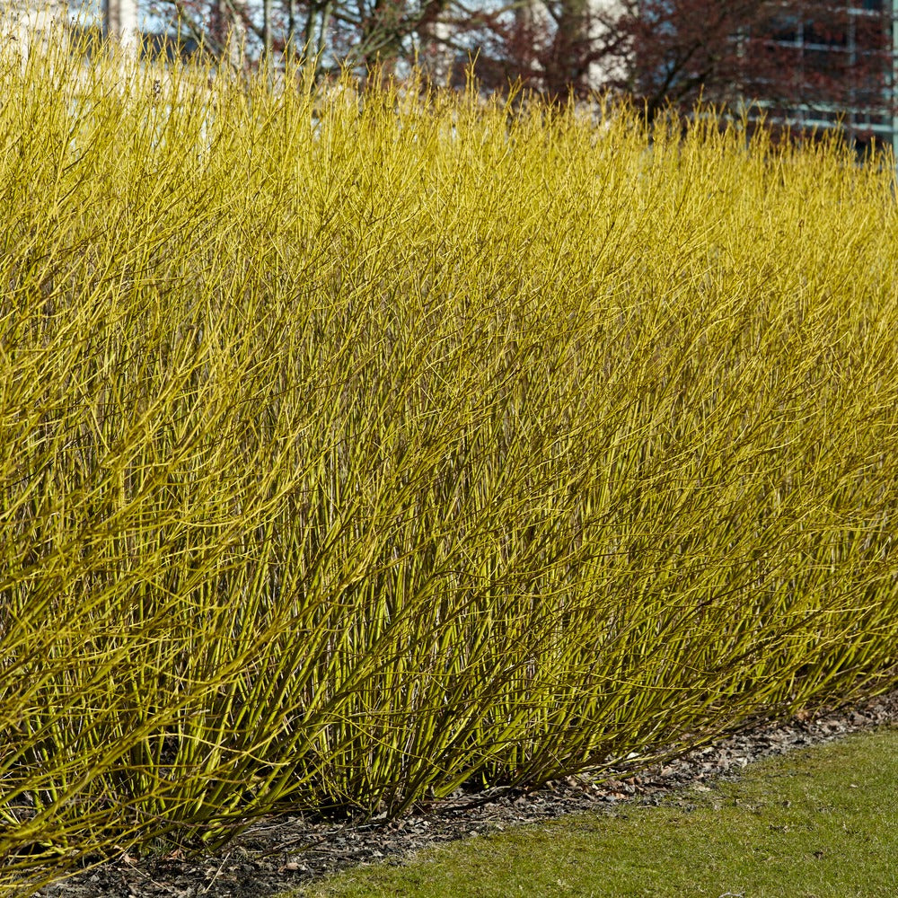 Bakker Cornouiller Flaviramea arbuste pot 2L 40-50cm bois jaune