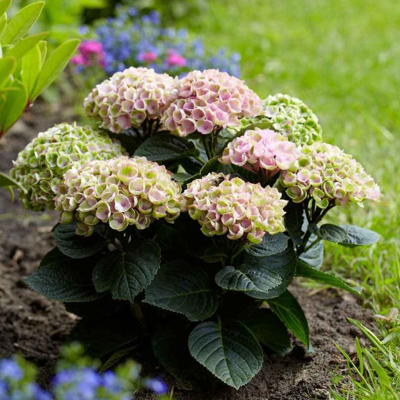 Bakker Hortensia Revolution Pink pot 14cm rose 20-25cm