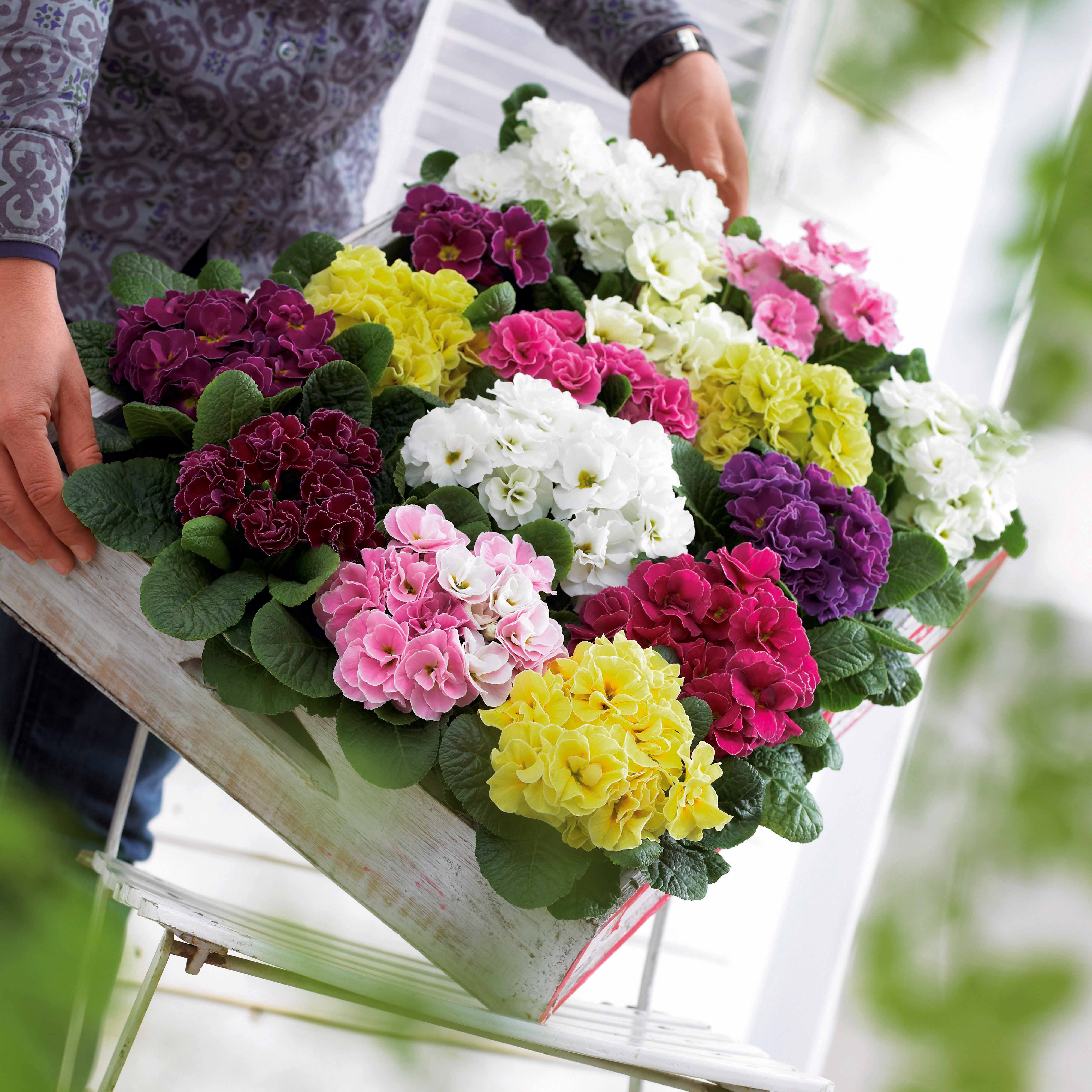 Bakker Primevères Double Princess vivace 3 pots mélange