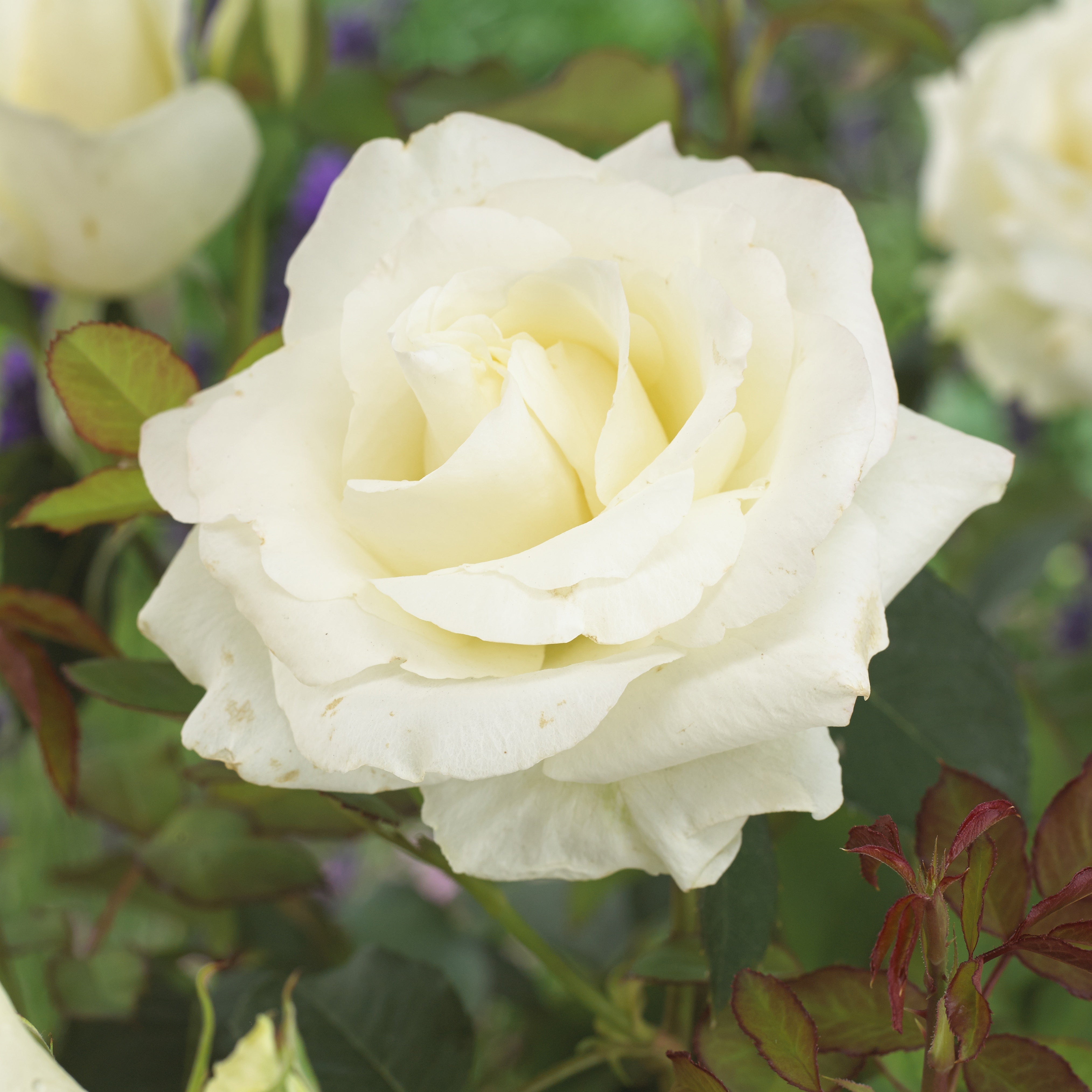 Bakker Rosiers Rosier Annapurna pot 4L blanc parfumé