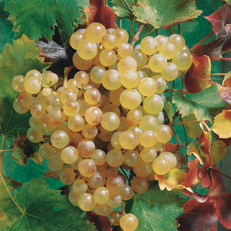 Bakker Fruitiers Chasselas de Fontainebleau vigne motte 2 ans