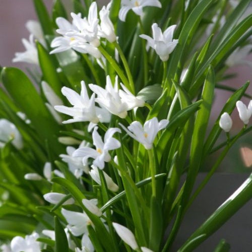 Bakker Luciliae Alba gloire des neiges 20 bulbes blancs