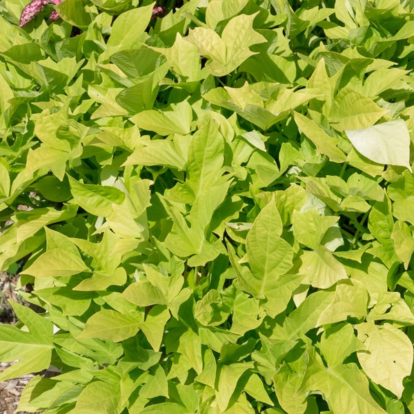 Bakker Ipomées Sweet Caroline Green 3 pots Ø10,5cm retombant