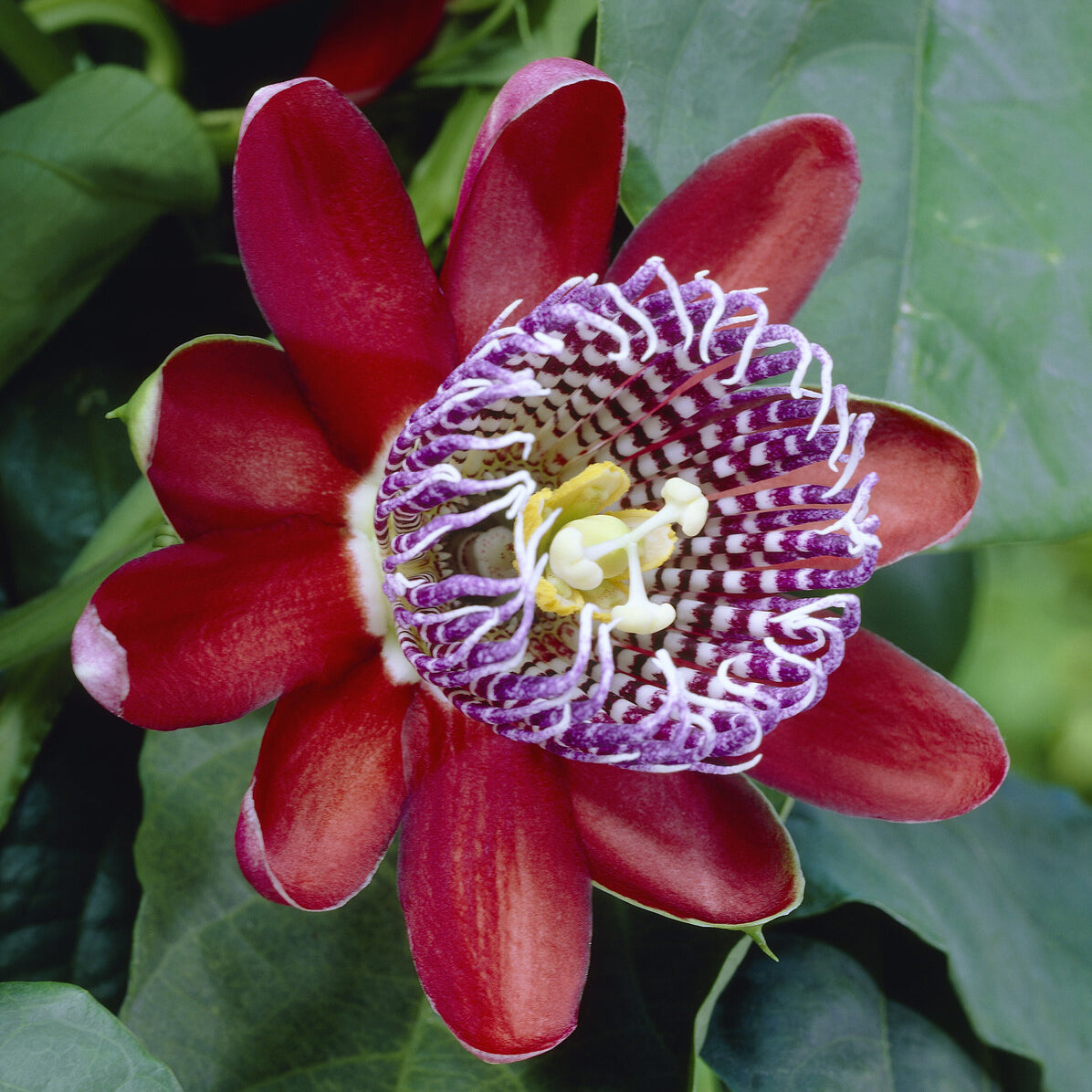 Bakker Plantes d'extérieur Grenadille sauvage plante grimpante pot 1,5L fleurs rouges