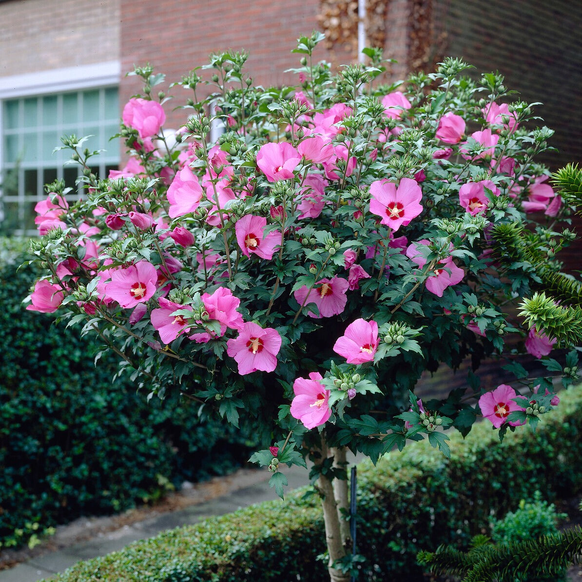 Bakker Arbustes Hibiscus jardin sur tige 2 mottes 60-70cm