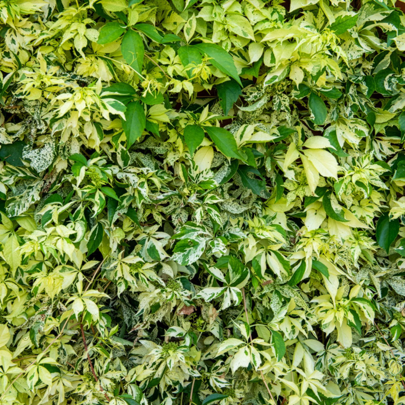 Bakker Star Shower vigne vierge panachée pot 1,5L 55-65cm