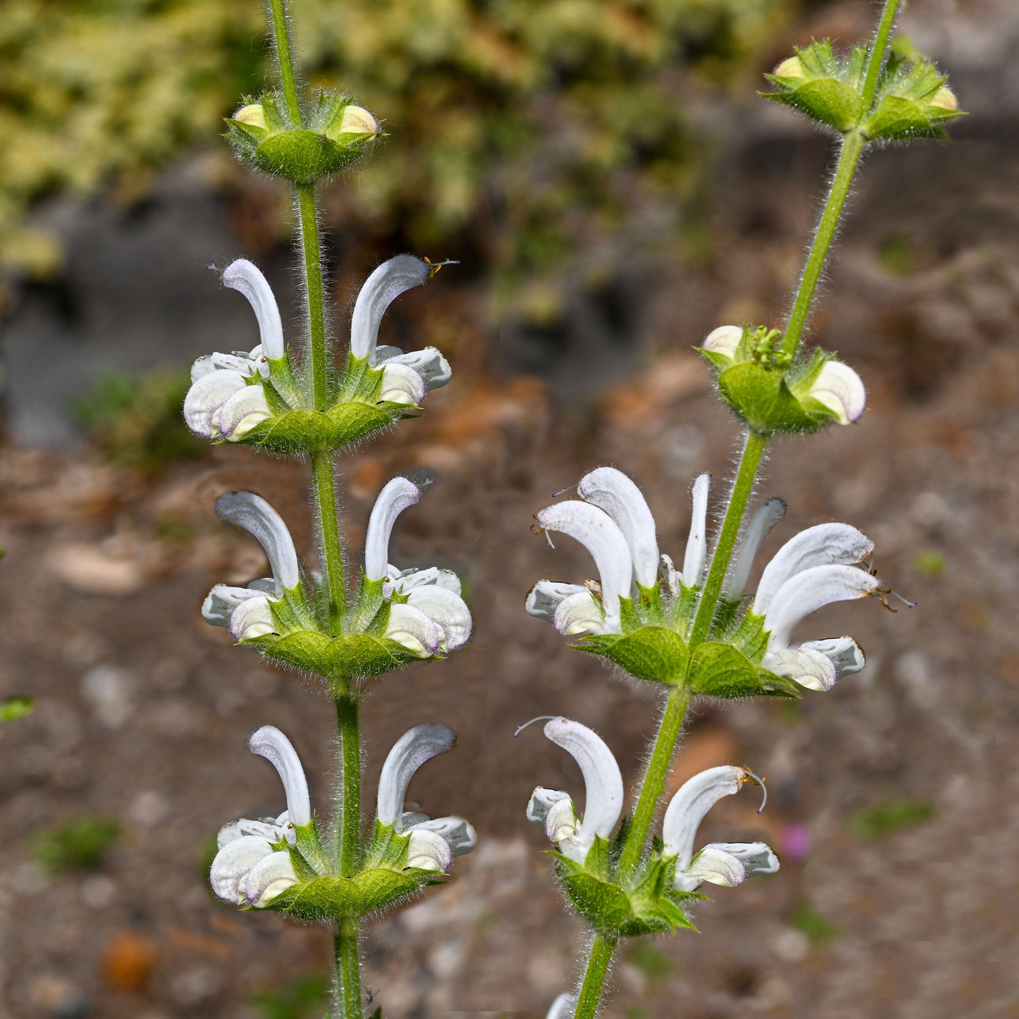 Bakker Salvia Argentea sauge argentée vivace pot 8cm soleil
