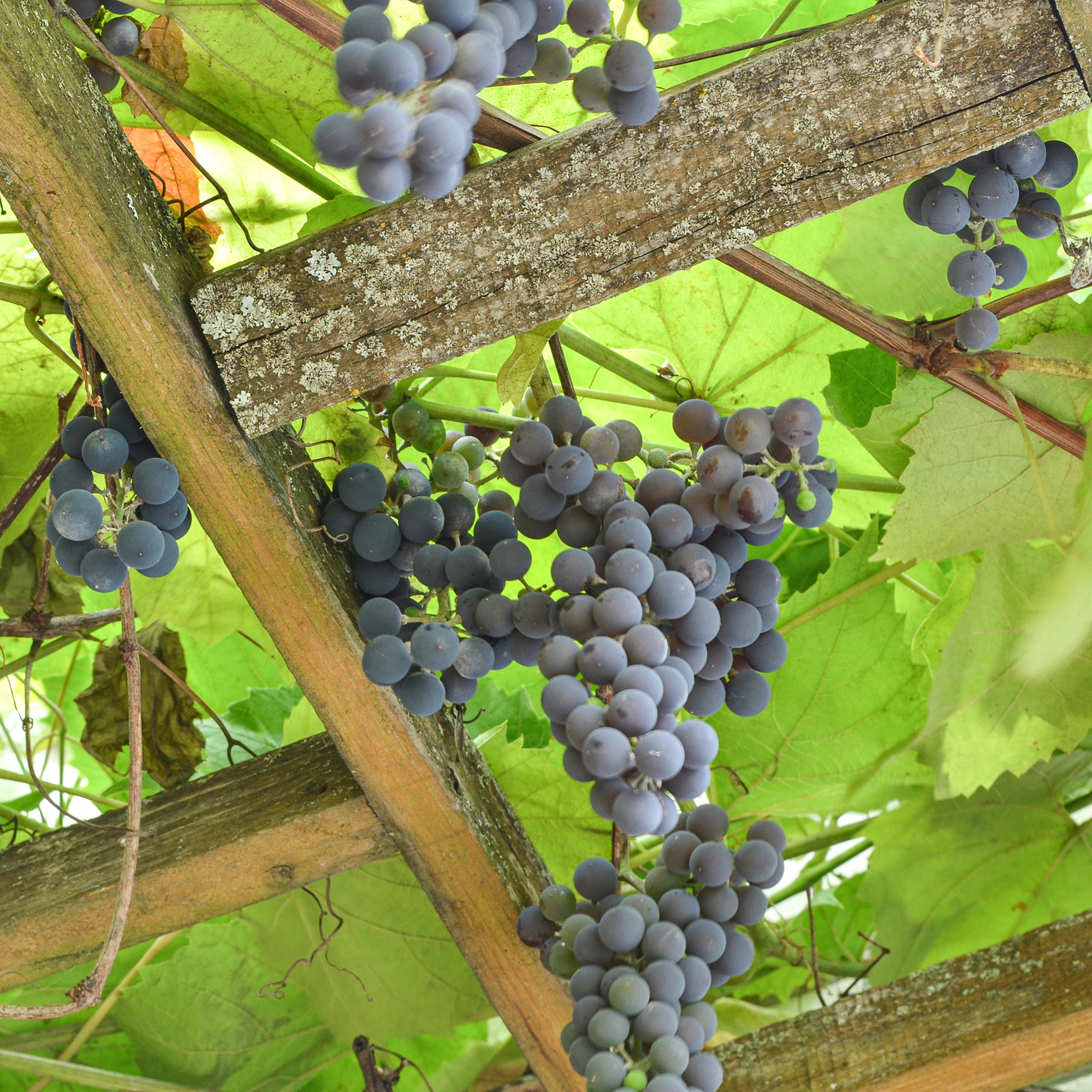 Bakker Vigne Isabella fruitier pot 1,5L raisin noir