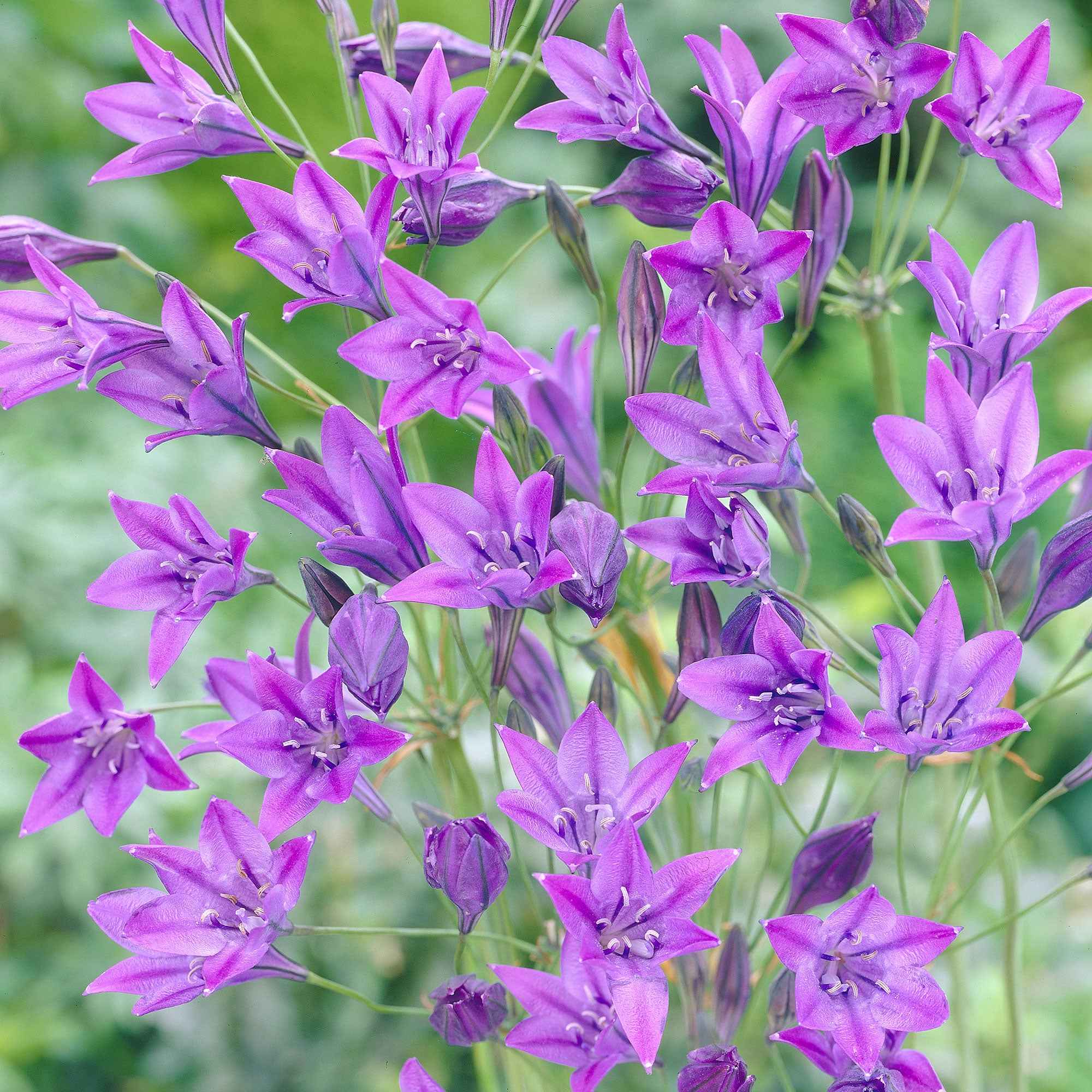 Bakker Triteleia Queen Fabiola bulbes sachet 100 bleu violet été