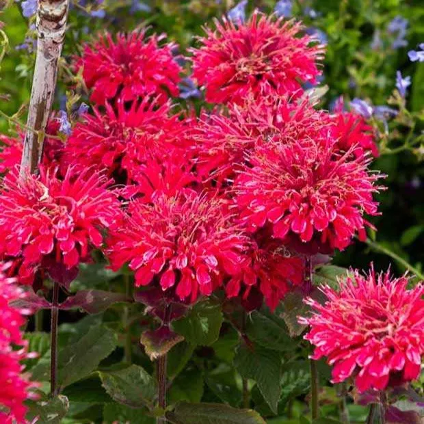Bakker Plantes vivaces Monarde Bee Happy ® pot 8cm fleurs rouges