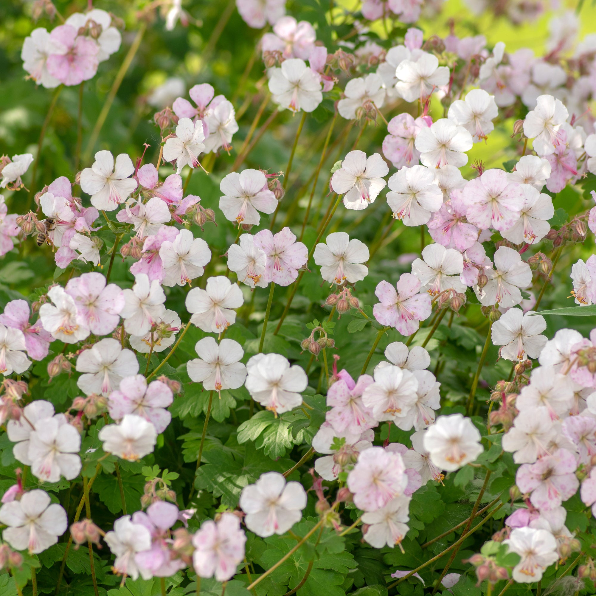 Bakker Géranium Biokovo couvre-sol vivace pot Ø 9cm
