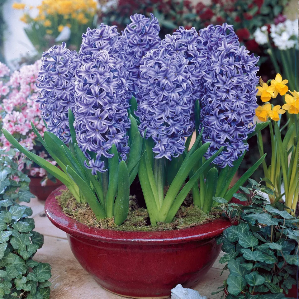 Bakker Jacinthe Ostara bleue 6 bulbes parfumée