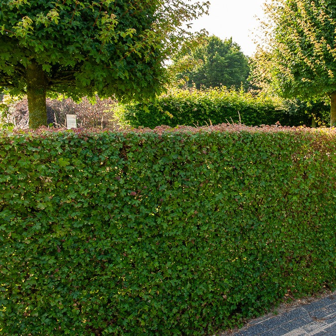 Bakker Érable champêtre haie 10 plants racines nues 60cm