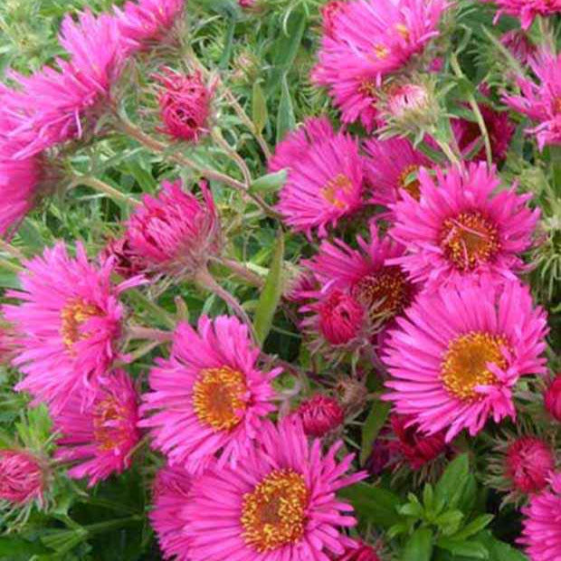 Bakker Aster Andenken an Alma Pötschke vivace pot Ø9cm fuchsia